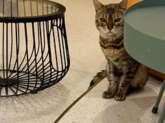 -飞行喵MR PILOT|猫舍·猫咖(静安大融城店)