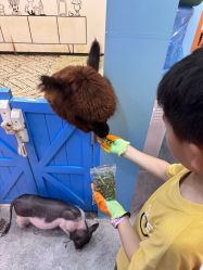 点击看大图 -神奇动物撸宠馆·羊驼·小浣熊·异宠(豫园店)