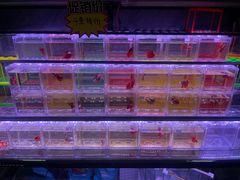 -新官园花鸟鱼虫市场(皖西大厦店)