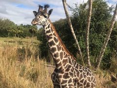 -奥兰多迪士尼动物王国乐园