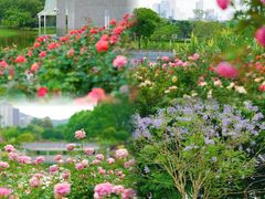 -香蜜公园