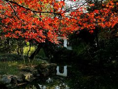 -秋霞圃