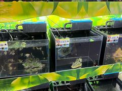 -汤姆熊欢乐世界(大连恒隆广场店)