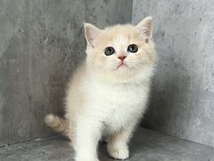 -小猫来了·猫舍(红山六九七九店)