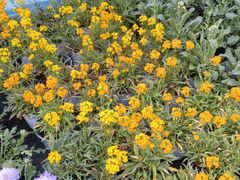 -龙大花卉苗木市场