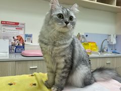 -凯特喵百思猫专科医院