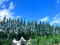 -上海长兴岛郊野公园