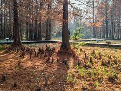 -溱湖国家湿地公园