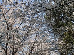 -陆家嘴中心绿地