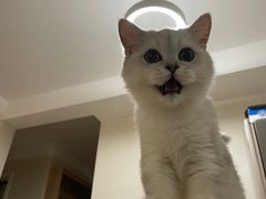-猫大福·Fortune Cat猫舍(百子湾店)