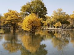 -金塔沙漠胡杨林景区