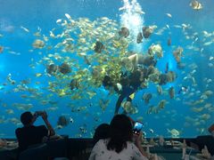 -瑞德姆美人鱼海底演艺主题餐厅(亚龙湾店)