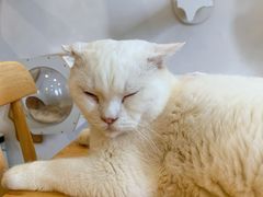 -楼上猫咖(罗湖店)