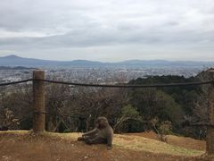 -岚山猴子公园