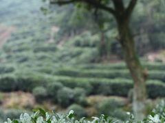 -十八棵（老龙井）御茶园(老龙井店)