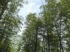 -东明山森林公园