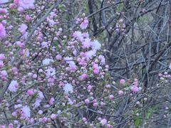 -北京麋鹿生态实验中心