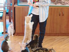 大堂-喵园·猫主题咖啡厅·撸猫·猫咖(国贸店)