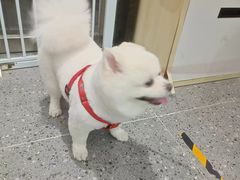 -宠物家(大兴旧宫店)