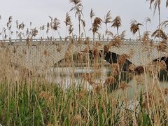 -西京湾花海