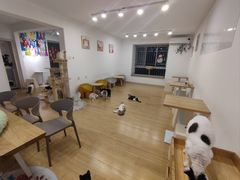 -有喵·猫咖·狗咖·30几只猫10只小狗(岗厦店)