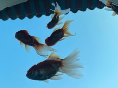 -珠海圆明新园