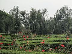 -紫马岭公园