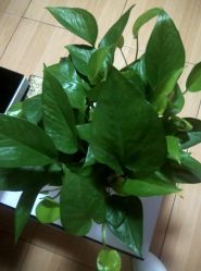 -本真坊美容美体沙龙