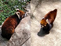 -昆明动物园