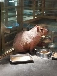 -造物庄园 萌宠纪(苏州湾歌林公园店)