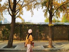 -三里屯东五街银杏大道