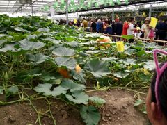 大南瓜-兰陵国家农业公园