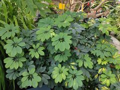 -北京植物园-展览温室