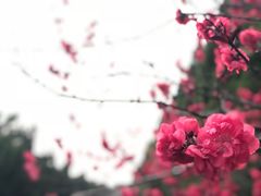 -秦始皇帝陵博物院-丽山园