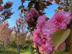 -合肥滨湖国家森林公园