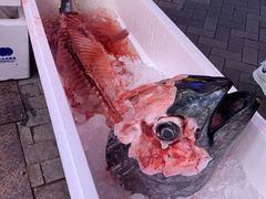 -大起水产回转寿司(道顿堀店)