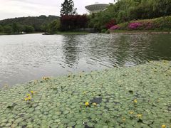 -上海佘山世茂艾美酒店