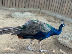 -石家庄市动物园