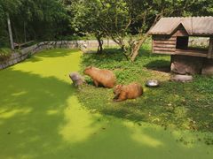 -上海野生动物园