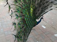 -长白岛森林公园