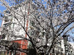 -高东镇樱花园