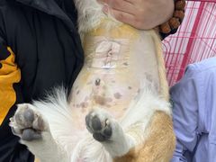 -瑞派·爱瑞可动物医院·口腔专科(广华新城分院)