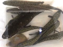 -夏家大锅台炖鱼馆