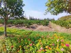 -上海长兴岛郊野公园