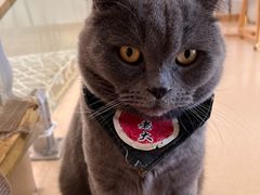 -猫在这儿猫咪咖啡馆·撸猫馆