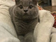 -喵zoo家庭繁育猫舍(尖东智能花园店)