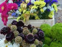 -上巴拉卡花园和下巴拉卡花园