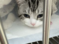 -宠福鑫康馨动物医院·骨科·眼科