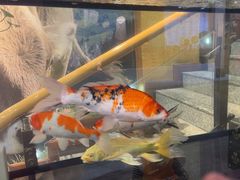 -潮牛鲜天下(小店富康店)