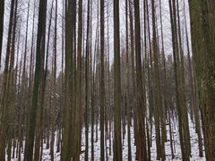 -武陵山森林公园
